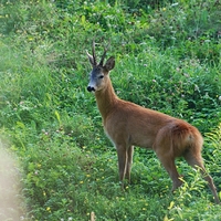 Náhodné setkání