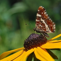 Babočka sp.