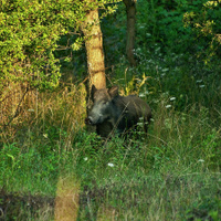 diviak lesný - wild :)