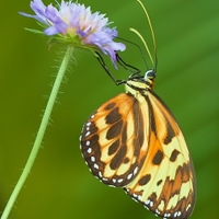 Heliconius numata