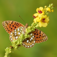 Perlovec veľký - Argynnis aglaja