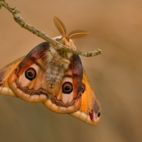 Okáň podobný Saturnia pavoniella