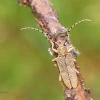 Vrzúnik topoľový (Saperda carcharias) 2