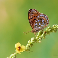 Perlovec veľký - Argynnis aglaja 