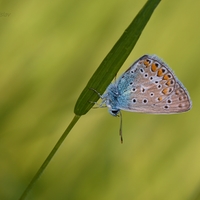 Modráčik obyčajný - Polyommatus icarus 