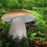 Boletus edulis