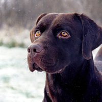 Labrador Lexi