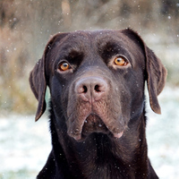 Labrador Lexi II