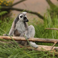 Lemur