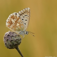 Polyommatus coridon - modrásek vikvicový