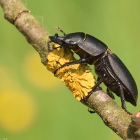 roháč obecný (Lucanus cervus) samička