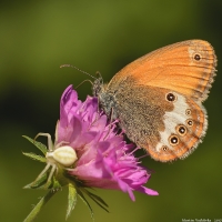 Coenonympha arcania - okáč strdivkový