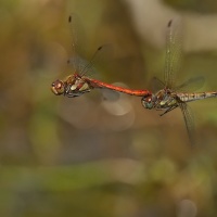 ...sympetrum striolatum...