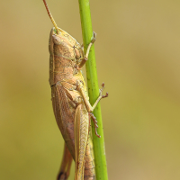 HOP