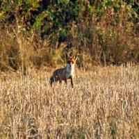 moje dnešné ranné stretnutie :) wild :)