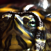 trachemys scripta scripta :)