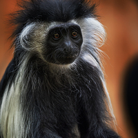 Gueréza angolská - Colobus angolensis