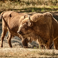 Zubříci