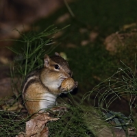 Chipmung