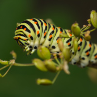 Papilio machaon Linnaeus, 1758 - otakárek fenyklový