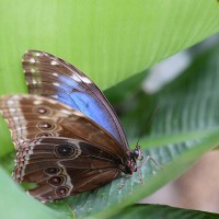 Morpho peleides