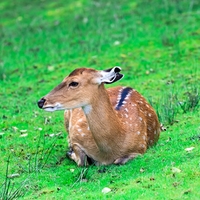 Spokojená v zajetí