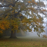 Strom a mlha