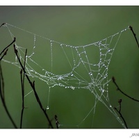 Pavoučkovo umění