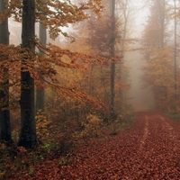 Mlhavý podzim