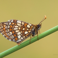 Hnedáčik veronikový - Melitaea aurelia  (samček)