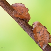 Phyllodesma tremulifolia  (pár) 