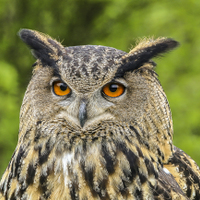 Výr velký (Bubo Bubo)