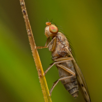 Opomyza florum (Fabricius, 1794) - pestřice pšeničná