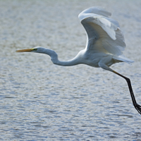 Ardea alba Linnaeus, 1758 - volavka bílá  