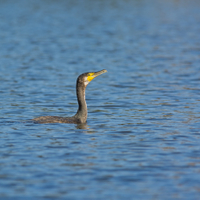 Phalacrocorax carbo (Linnaeus, 1758) - kormorán velký