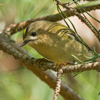 Regulus regulus (Linnaeus, 1758) - králíček obecný 