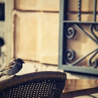 Vrabec v kavárně