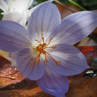 podzimní krokus