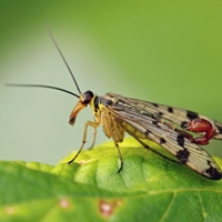 Srpice (Mecoptera)