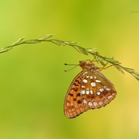 Perlovec fialkový - Argynnis adippe 