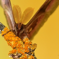  Attacus lorquini (samček-Indonézia) 