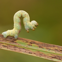 Kung-fu húsenka   (Geometridae)