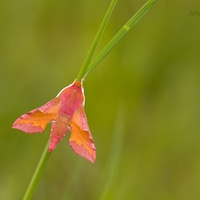 Deilephila porcellus (Lišaj vrbicový)