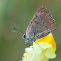 Ohniváčik čiernokrídly - Lycaena phlaeas