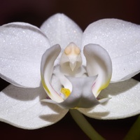 Phalaenopsis 1