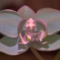 Phalaenopsis 2