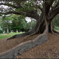 Royal Botanic Garden - Sydney