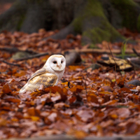 Sova pálená (Tyto alba) 