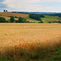 Vzpomínka na léto