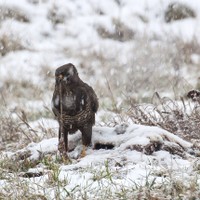 Káně lesní Buteo buteo